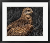 Framed Predator Bird