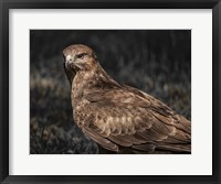 Framed Predator Bird II