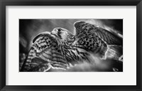 Framed Predator Bird Spreading it's Wings - Black & White