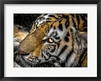 Framed Tiger Eyes