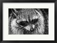 Framed Raccoon - Black & White