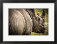 Framed Rhino II