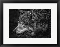 Framed Lone Wolf - Black & White