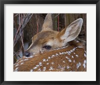 Framed Mule Deer Fawn