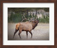 Framed Bull Elk