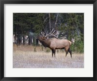 Framed Bull Elk Bugling