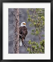 Framed Bald Eagle