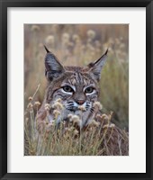 Framed Bobcat