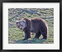 Framed Grizzly Bear Boar II