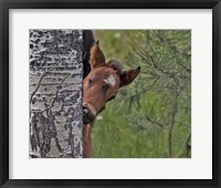 Framed Ochoco Foal - Ochoco