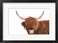 Framed Highland Calf I