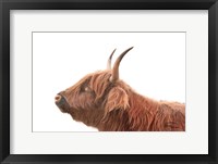 Framed Highland Calf II