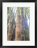 Framed Bamboo Grove Sunburst