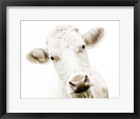 Framed Cow V