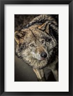 Framed Wolf in the Water II