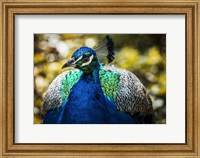 Framed Peacock III