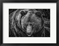 Framed Grizzly Black & White