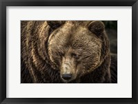 Framed Grizzly II