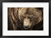 Framed Grizzly III