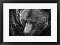 Framed Grizzly Close Up Black & White