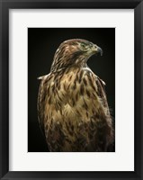 Framed Predator Bird