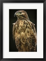 Framed Predator Bird II