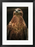 Framed Predator Bird III