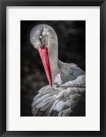 Framed Stork