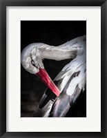 Framed Stork II