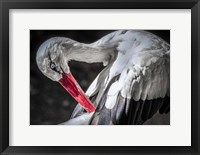 Framed Stork III