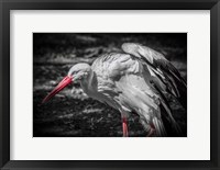 Framed Stork IV