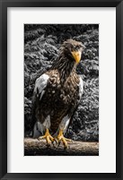 Framed Steller Eagle V crop