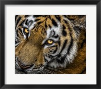 Framed Tiger Close Up