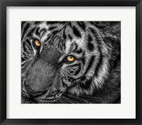 Framed Tiger Close Up Black & White