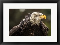 Framed Sea Eagle