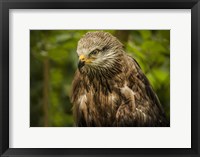 Framed Grey Kite