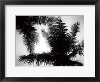 Palm Tree Looking Up I Framed Print