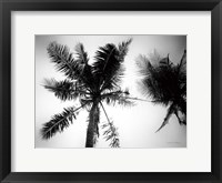 Palm Tree Looking Up II Framed Print