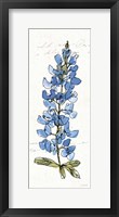 Texas Bluebonnet III Framed Print