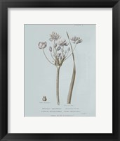 Conversations on Botany II Blue Framed Print