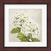 Framed 'Hydrangeas III (Neutre)' border=