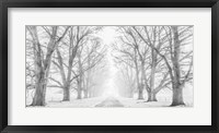 Framed Tree Lined Road in the Snow