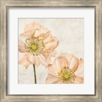 Framed 'Poppies in Pink I' border=