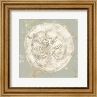 Framed 'Cone Shells I' border=