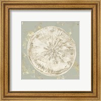 Framed 'Cone Shells II' border=