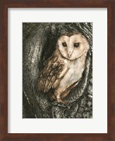 Framed Barn Owl Roost