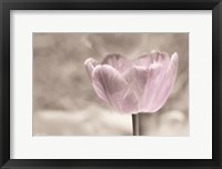 Framed Violet Tulip