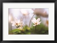 Framed Anemones