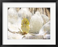 Framed Magnolia Tree