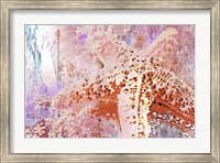 Framed Starfish 2